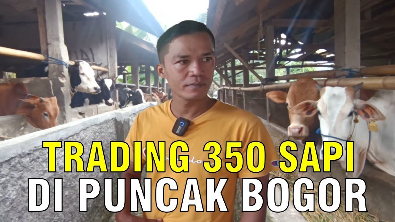 
                                 Bisnis-Trading-350-Sapi-Di-Puncak-Bogor